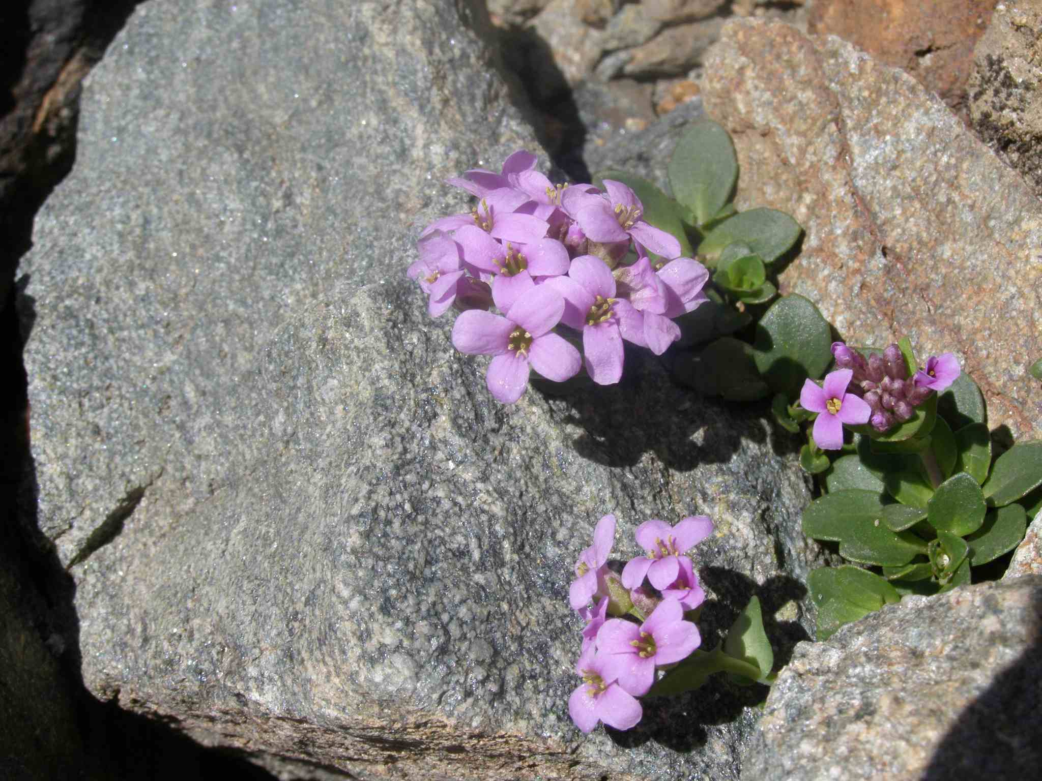 Noccaea corymbosa (=Thlaspi lerechianum) / Erba storna corimbosa